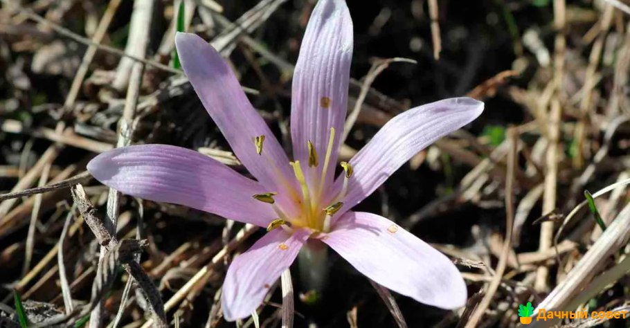 Мерендера трехстолбиковая