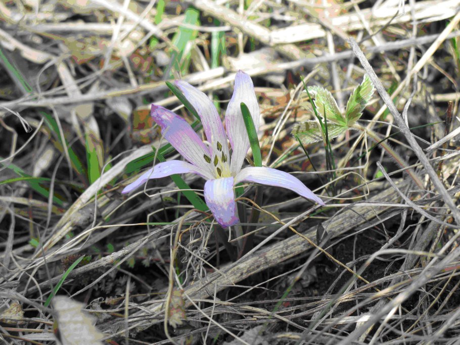 Растение мерендера