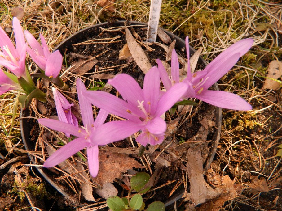 Бульбокодиум брандушка