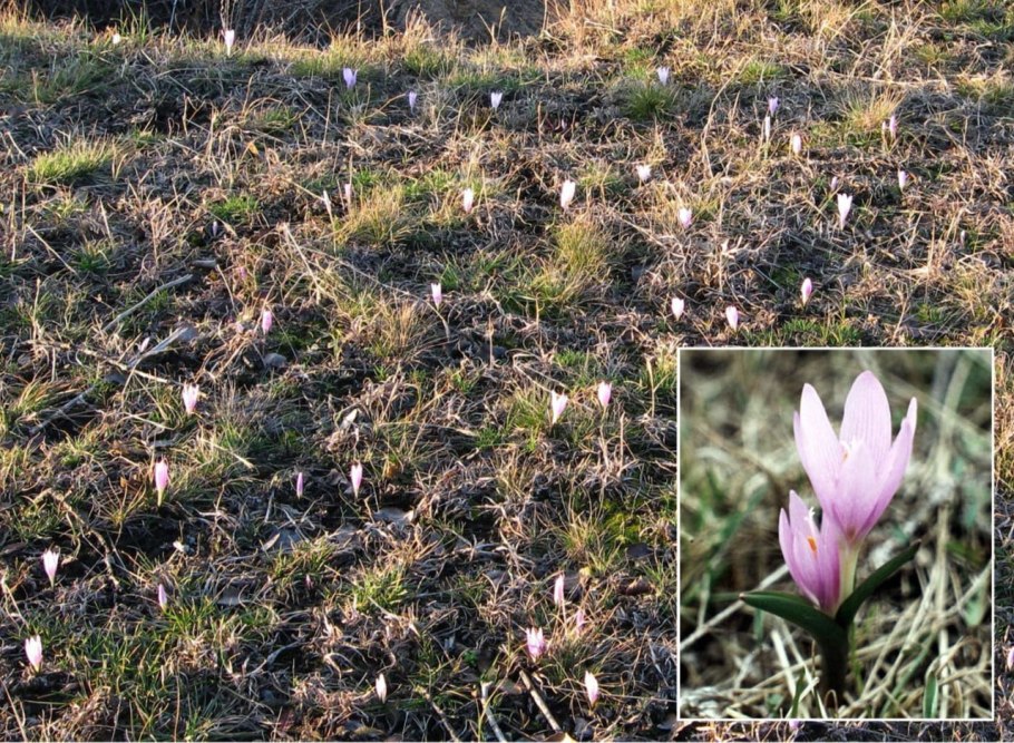 Картинки цветущей травки