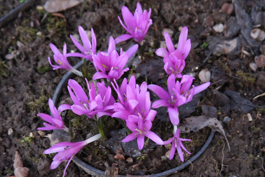 Мелколуковичные многолетники