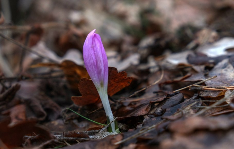 Ромулея Бульбокодиум