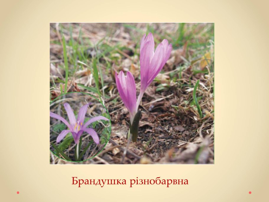 Нарцисс брандушка побег