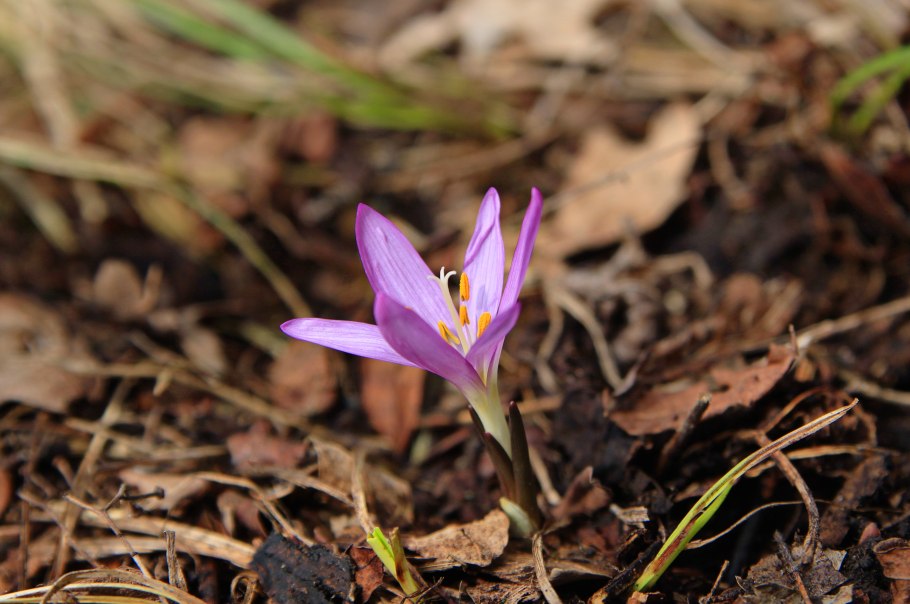 Мерендера Merendera