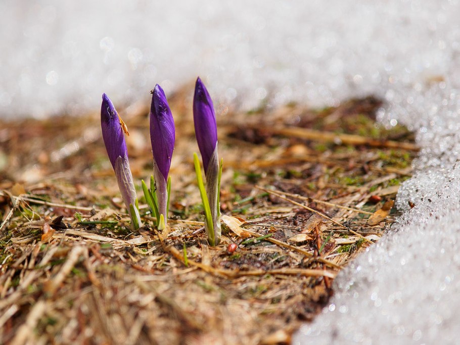 Брандушка белая