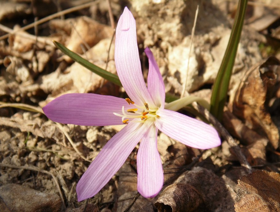 Брандушка разноцветная фото