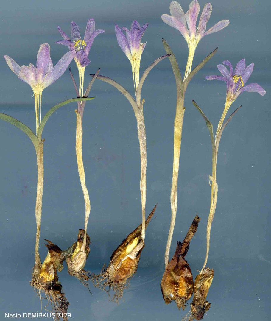 Растение брандушка