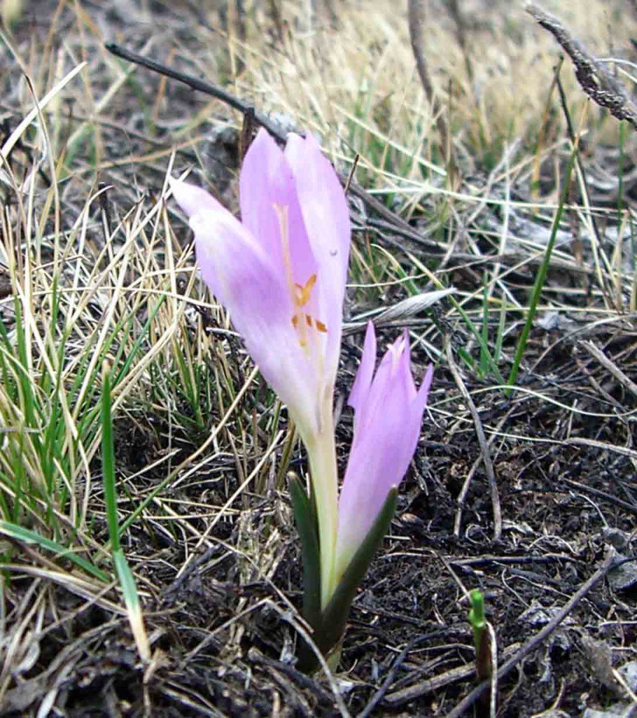 Травянистые растения брандушка