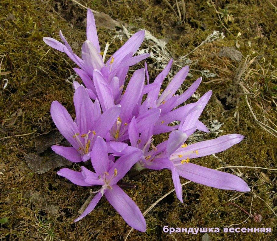 Растения степей и рассказы брандушка