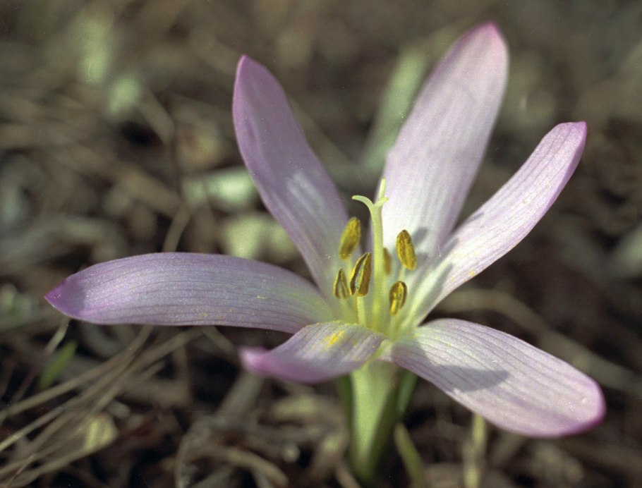 Брандушка Весенняя