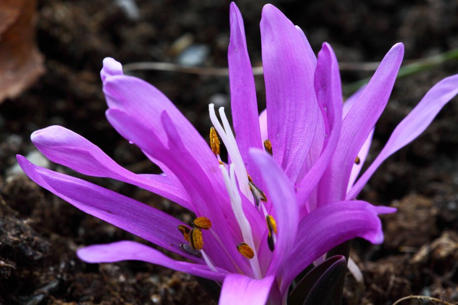 Бульбокодиум весенний брандушка