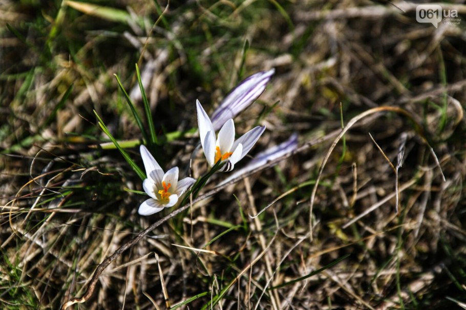 Брандушка Весенняя