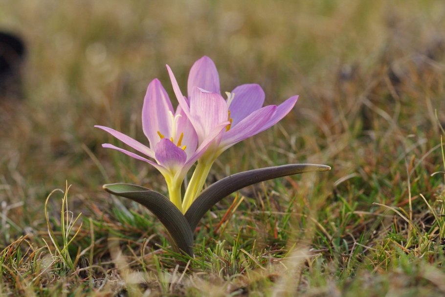 Брандушка разноцветная bulbocodium versicolor