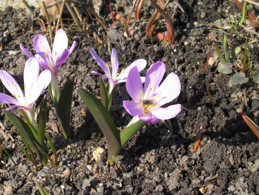 Нарцисс брандушка