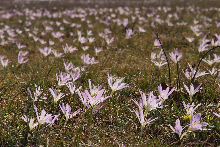 Брандушка разноцветная bulbocodium versicolor