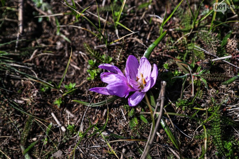 Цветение брандушки видео