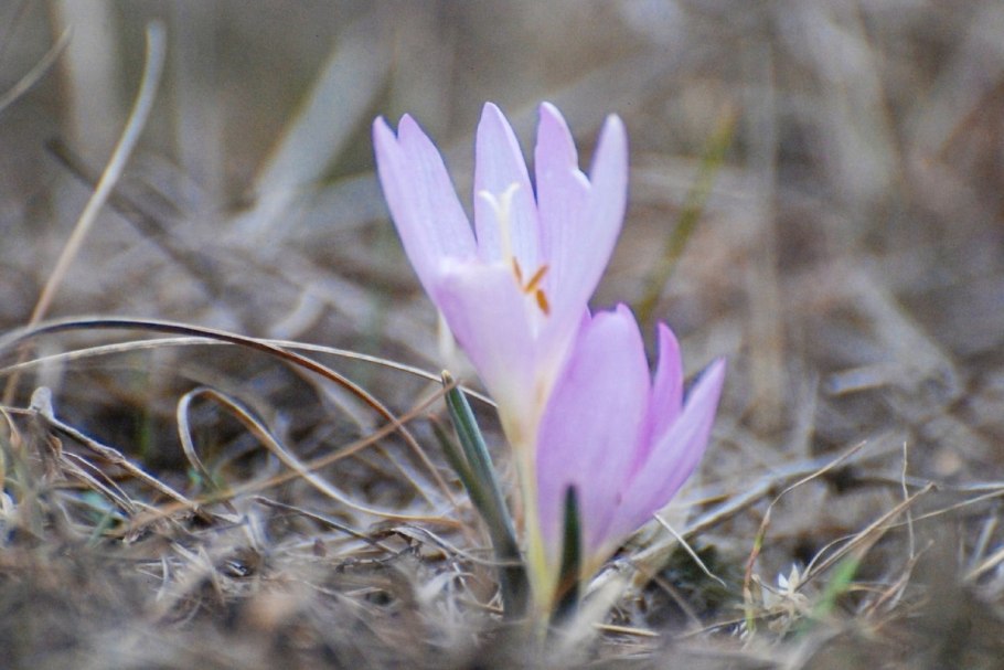 Брандушка белая