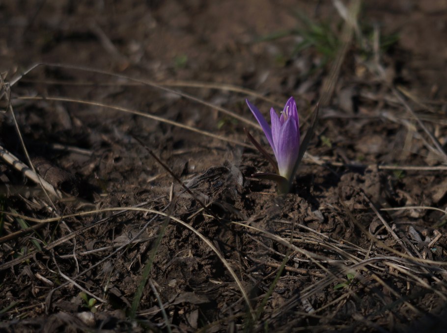 Бульбокодиум брандушка