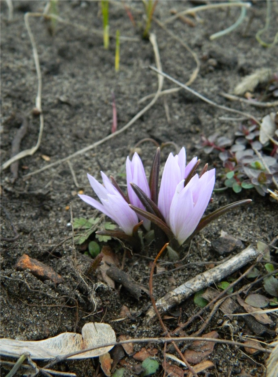 Брандушка разноцветная фото