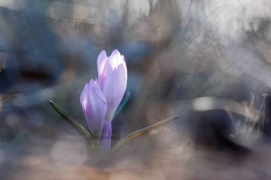 Colchicum bulbocodium 5 шт