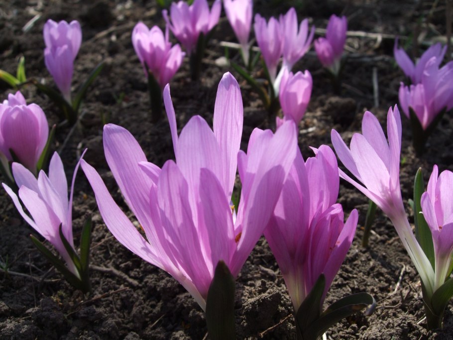 Брандушка разноцветная рисунок