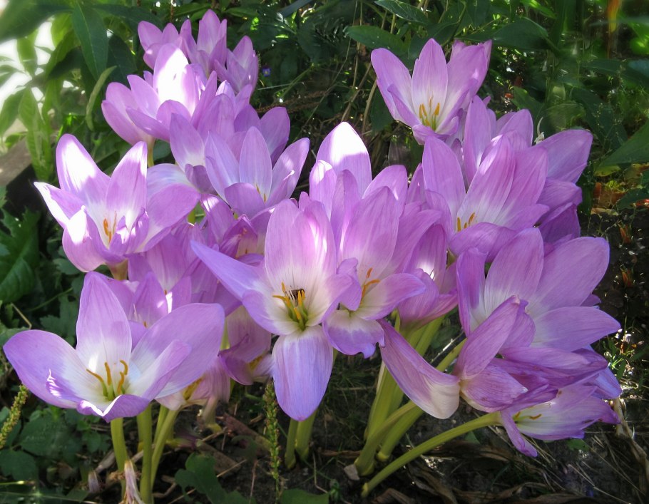 Крокус осенний безвременник