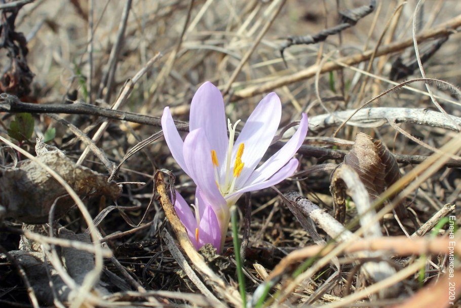 Брандушка желтая