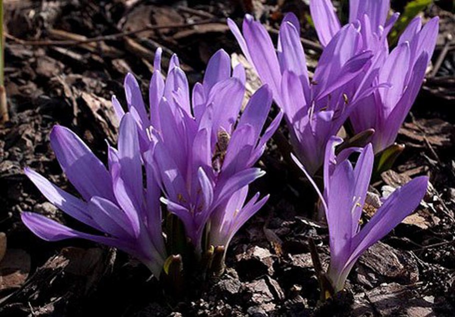 Мерендера трехстолбиковая