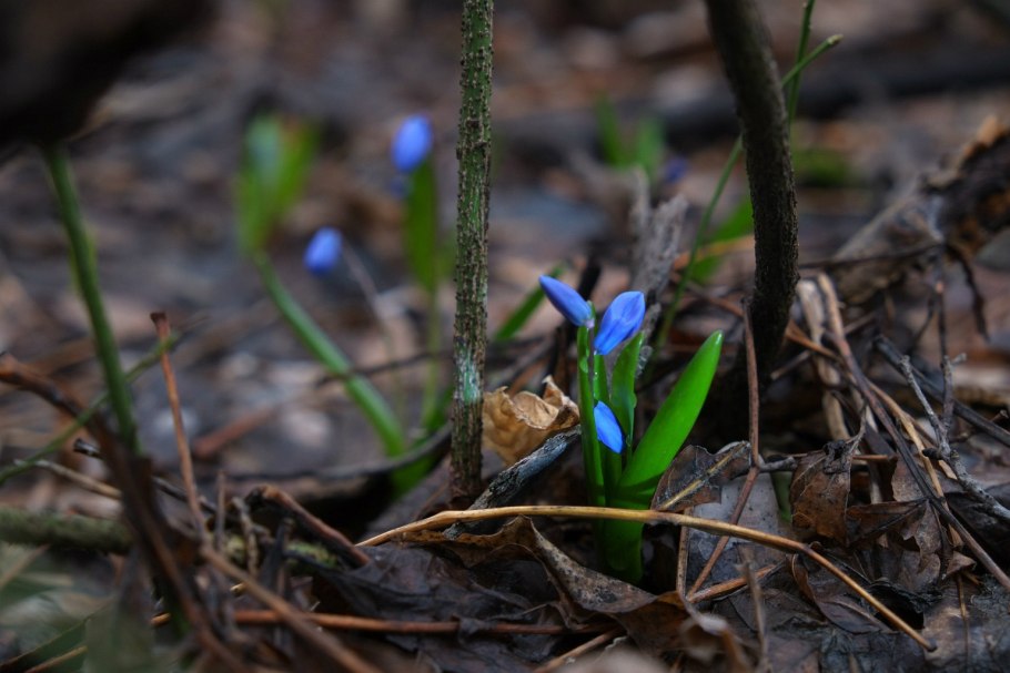 Колхикум куст