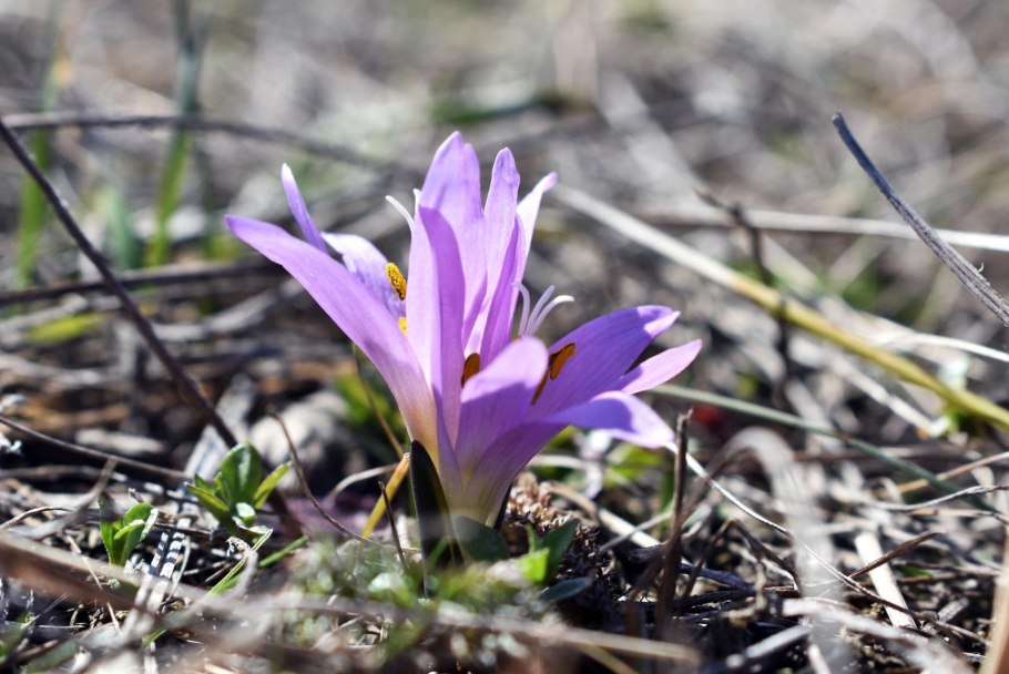 Червонокнижні рослини