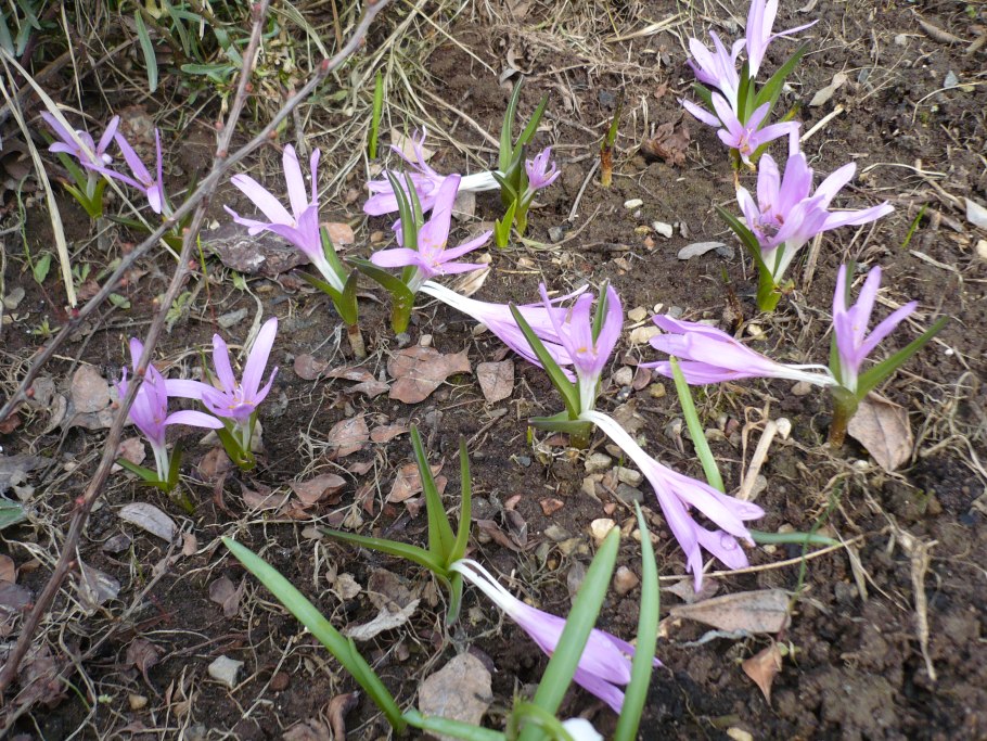 Брандушка разноцветная bulbocodium versicolor