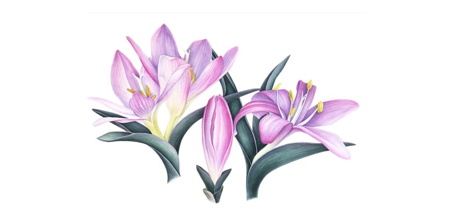 Безвременник великолепный