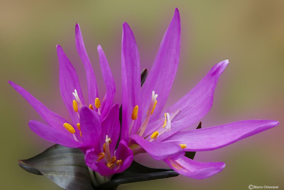 Ромулея Бульбокодиум