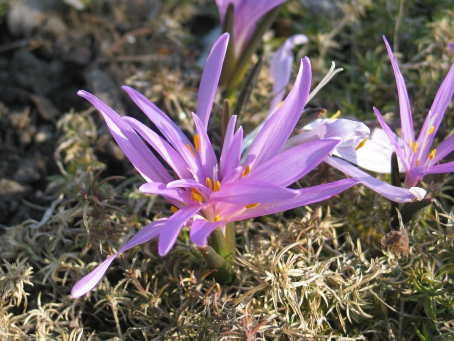 Colchicum autumnale