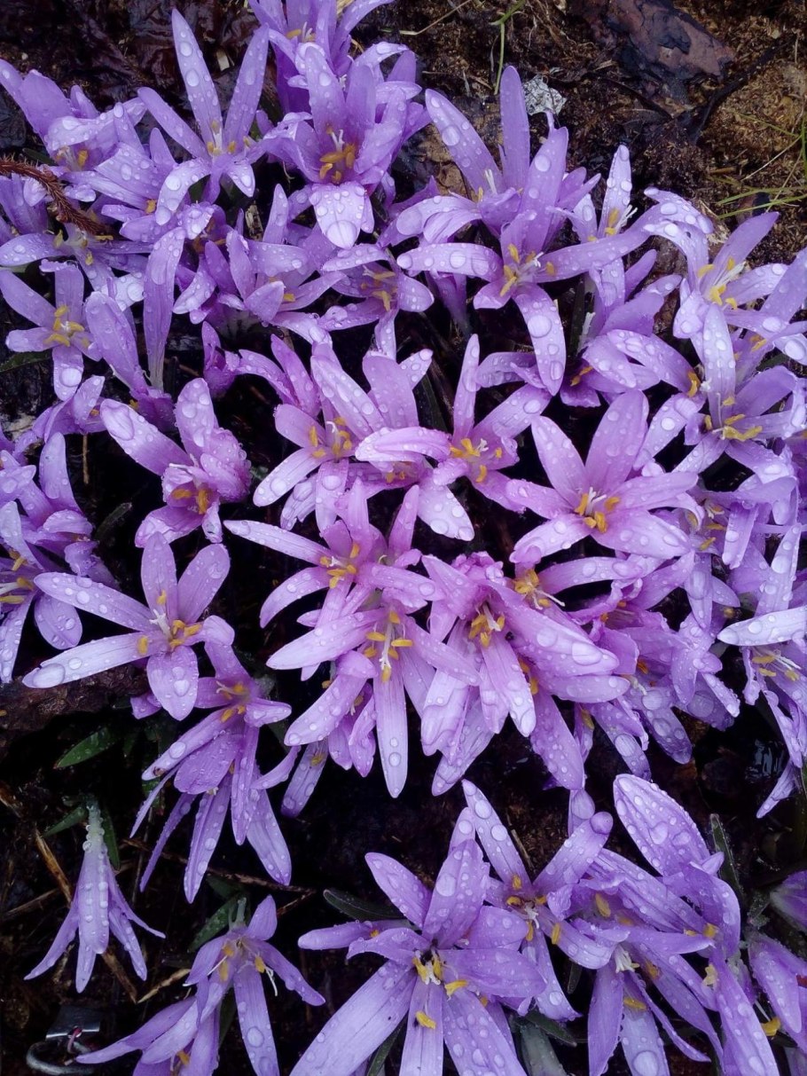 Нарцисс брандушка