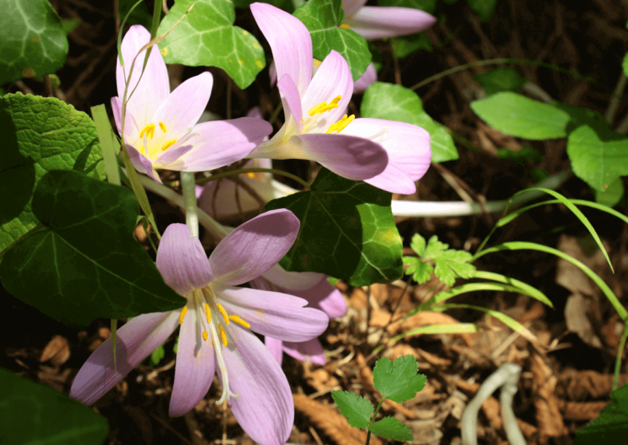 Брандушка белая