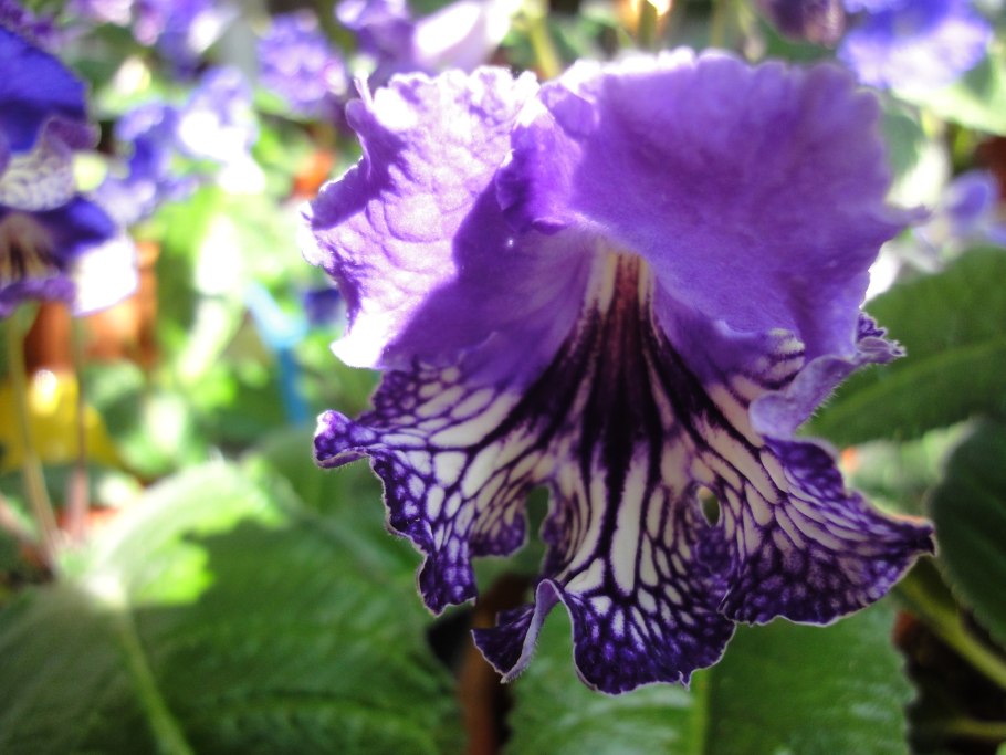 Стрептокарпус цветок