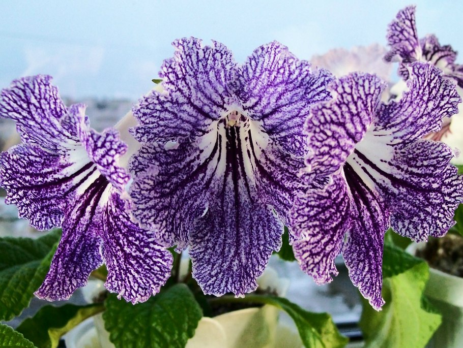 Стрептокарпус 767