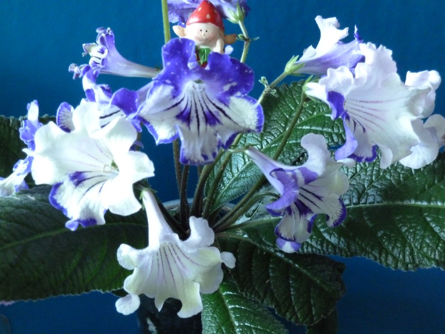 Стрептокарпус белый