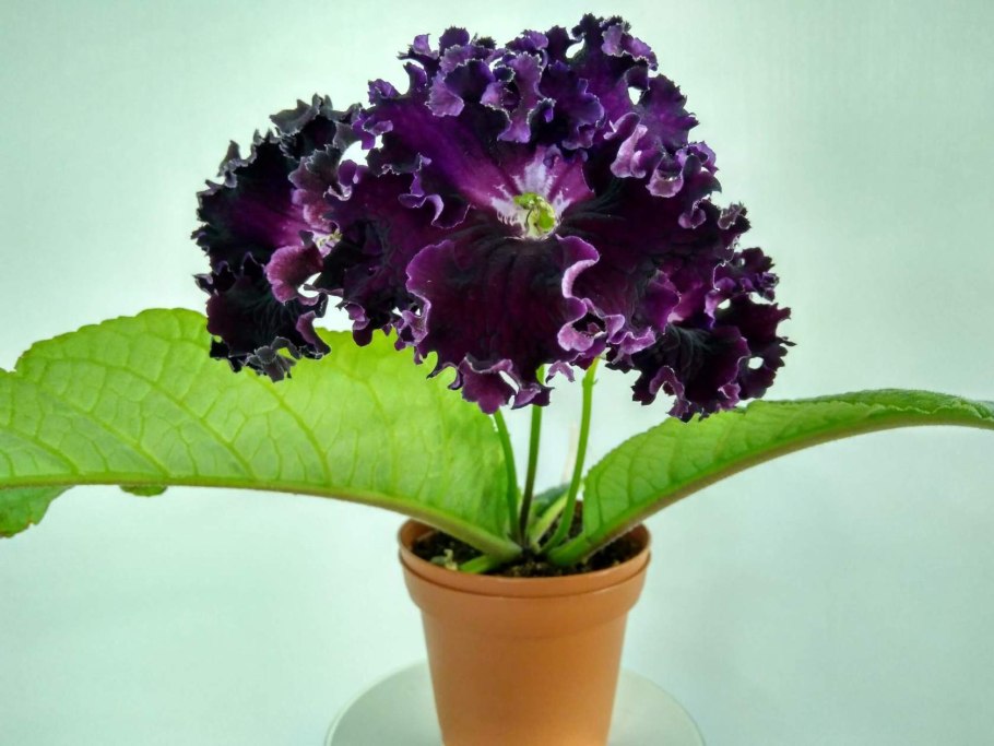 Стрептокарпус DS Фитюлька