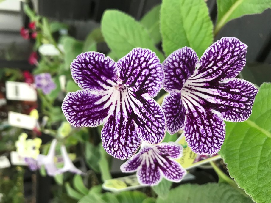 Стрептокарпус Крокус