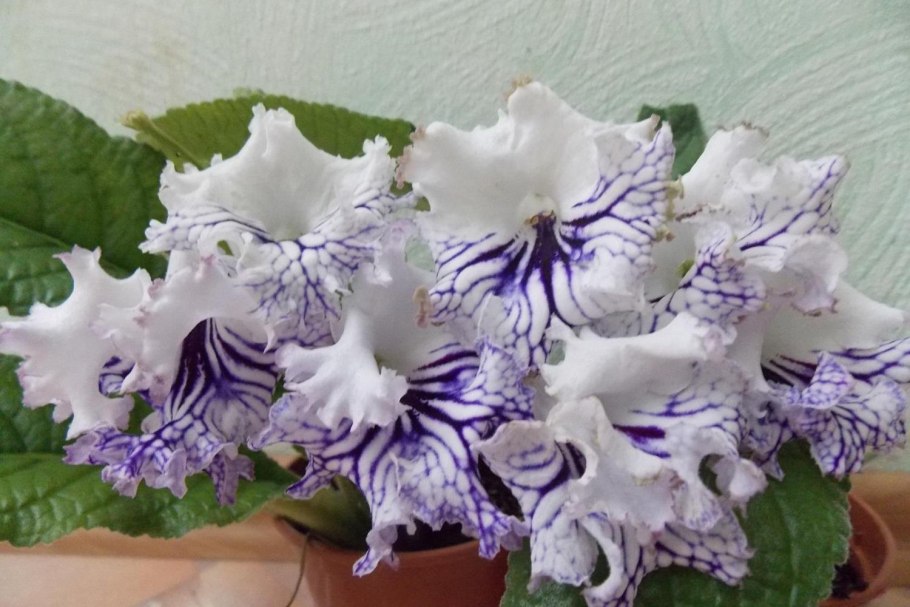 Стрептокарпус 1290