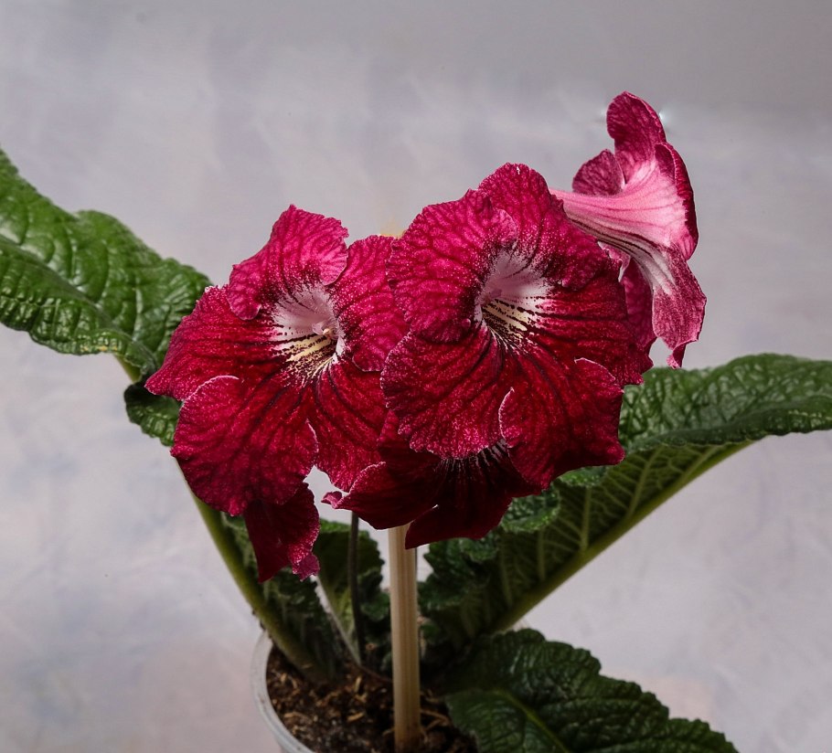 Стрептокарпус Harlequin Lace