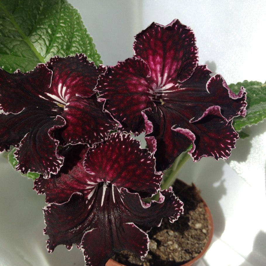 Стрептокарпус Дикая Орхидея