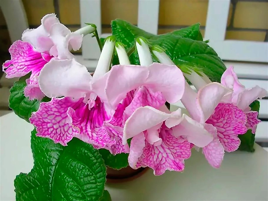 Стрептокарпус ДС 1812