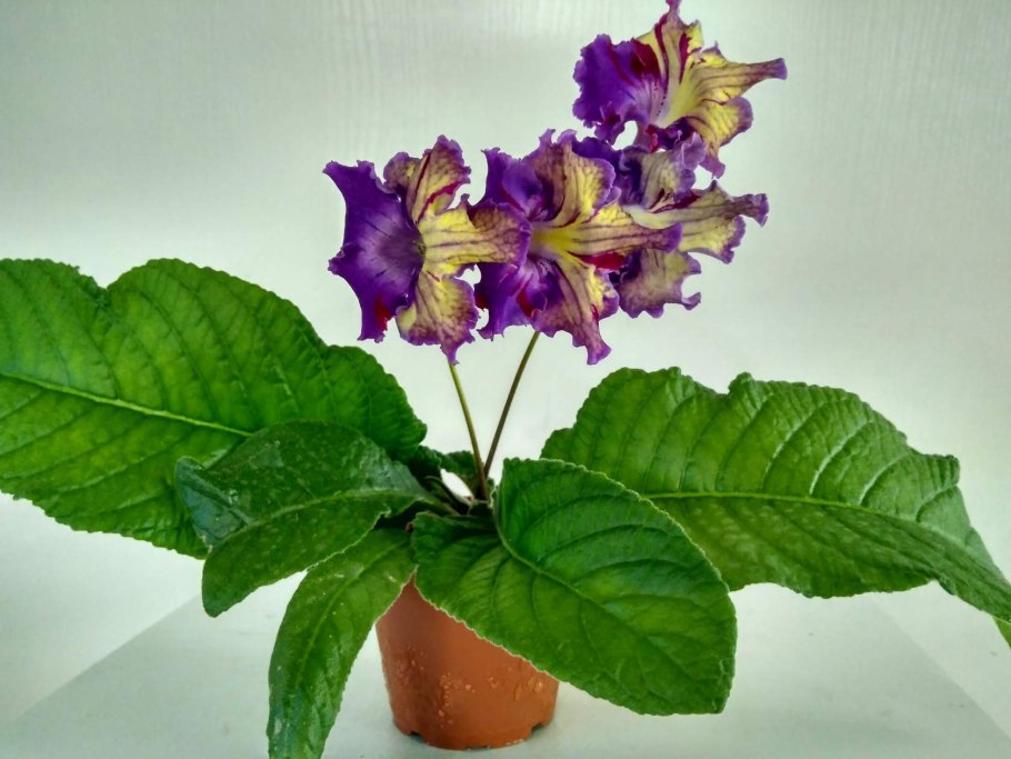 Стрептокарпус Эскада магнетизм