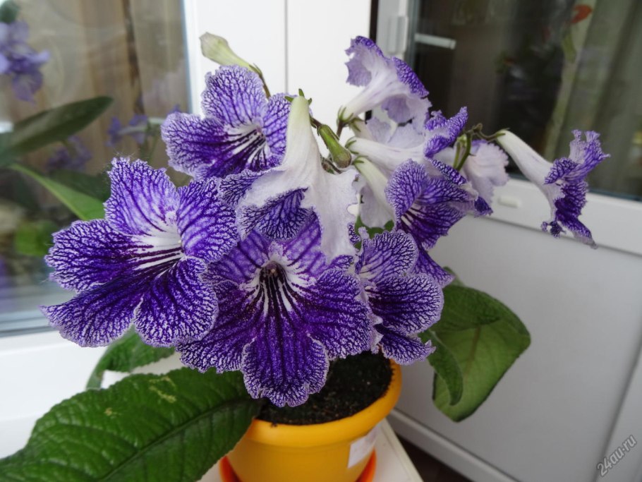 Стрептокарпус цветок