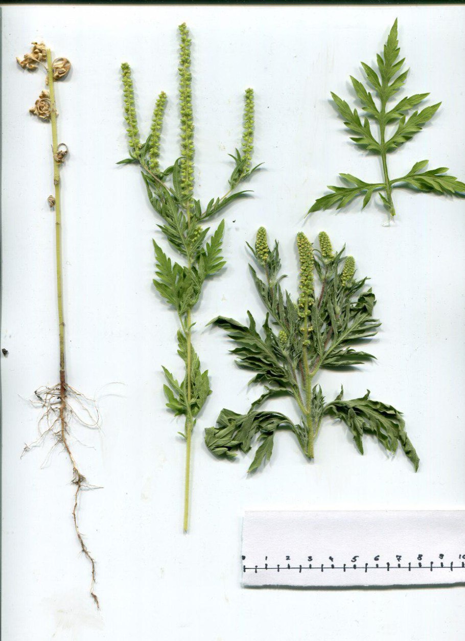 Амброзия полынолистна