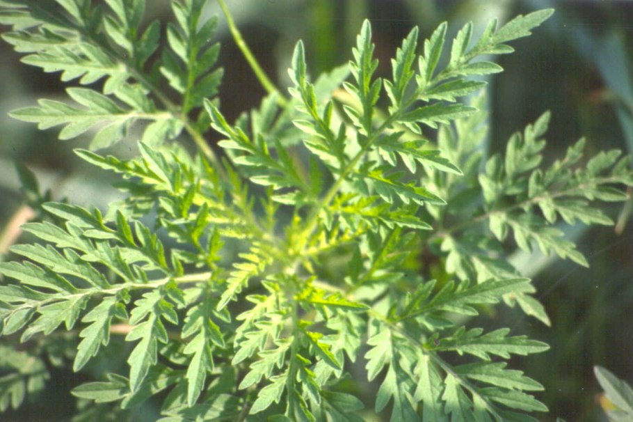 Цветущая амброзия