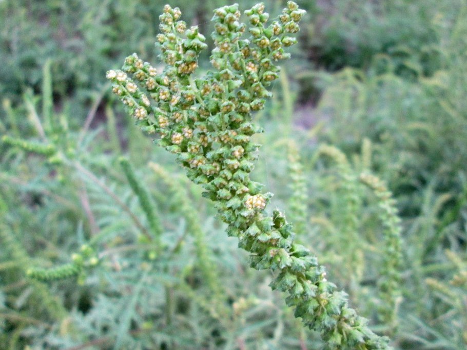 Амброзия растение